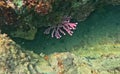 Dramatic Purple Sea Sponge in Encounter Marine Park