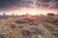 Dramatic purple sunrise over heathland