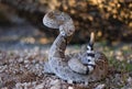 Dramatic Rattlesnake in the S-shaped Pose