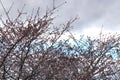 Budding Trees Reach for the Sky, Early Spring Royalty Free Stock Photo