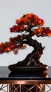 Dramatic Red Bonsai Tree with Twisted Trunk in Elegant Indoor Still Life Royalty Free Stock Photo