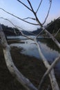 Dramatic reflecting closeup shot of dry branches of driftwood