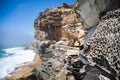 Rock formations eroded by wind and water along the Bondi to Coogee cliff walk in Sydney`s Eastern suburbs, Australia Royalty Free Stock Photo