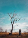 Dramatic scene, barren lonely tree on the autumn meadow. Idyllic scene, dry and dead nature, silence and solitude mood. Vertical Royalty Free Stock Photo