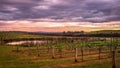 Dramatic sunrise over rows of grapevines Royalty Free Stock Photo