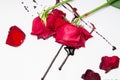 Dramatic scene with dark red roses with blood drops on white background. Gothic flat lay. Top view