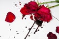 Dramatic scene with dark red roses with blood drops on white background. Gothic flat lay. Top view