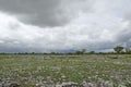 Dramatic scene of flat green plain and large rain clouds above, Etosha, Namibia