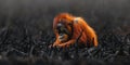 dramatic scene of orangutan in burned landscape, evoking sadness Royalty Free Stock Photo