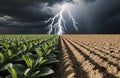 Lightning strikes over contrasting farmland with lush green crops and dry tilled Royalty Free Stock Photo