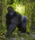 Dramatic Silverback Gorilla in the Jungle Royalty Free Stock Photo