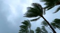 A dramatic scene with tall palm trees bending in strong winds. The sky is dark and stormy, adding tension to the imagery. This Royalty Free Stock Photo