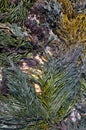 Dramatic seaweed community oin Galicia, Spain. Royalty Free Stock Photo