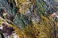 Dramatic seaweed community oin Galicia, Spain. Royalty Free Stock Photo