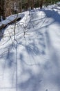 Dramatic shadows fall on new snow in Pisgah Forest Royalty Free Stock Photo