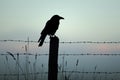 A dramatic shot of a black raven perched on a spooky fencepost