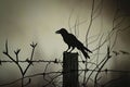 A dramatic shot of a black raven perched on a spooky fencepost