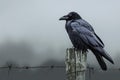 A dramatic shot of a black raven perched on a spooky fencepost