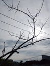 Dramatic silhouette of bare tree branches against a cloudy, bright sky, featuring power lines and a distant rooftop. Royalty Free Stock Photo