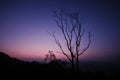 Dramatic silhouette shape of tree branches during twilight sunset Royalty Free Stock Photo