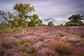 Dramatic skies over Purple and pink heather on Dorset heathland Royalty Free Stock Photo