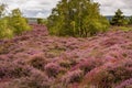 Dramatic skies over Purple and pink heather on Dorset heathland Royalty Free Stock Photo