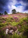 Dramatic skies over Purple and pink heather on Dorset heathland Royalty Free Stock Photo