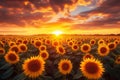 Dramatic skies over sunflower field at sunset, worlds natural beauty