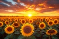 Dramatic skies over sunflower field at sunset, worlds natural beauty