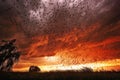dramatic sky with locust swarm silhouette