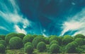 Dramatic sky over bushes