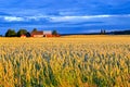 Dramatic sky over cornfield near Kumla Sweden
