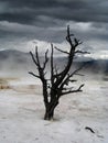 Dramatic sky over lonely dead tree in Yellowstone