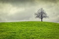 Dramatic sky over old lonely tree Royalty Free Stock Photo