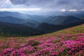 Dramatic sky. Pink rhododendron flowers cover the hills, meadow on summer time. Beautiful photo of mountain landscape. Nature. Royalty Free Stock Photo