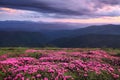 Dramatic sky. Pink rhododendron flowers cover the hills, meadow on summer time. Beautiful photo of mountain landscape. Nature.