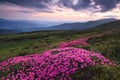 Dramatic sky. Pink rhododendron flowers cover the hills, meadow on summer time. Beautiful photo of mountain landscape. Nature. Royalty Free Stock Photo