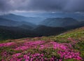 Dramatic sky. Pink rhododendron flowers cover the hills, meadow on summer time. Beautiful photo of mountain landscape. Nature. Royalty Free Stock Photo