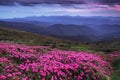 Dramatic sky. Pink rhododendron flowers cover the hills, meadow on summer time. Beautiful photo of mountain landscape. Nature. Royalty Free Stock Photo