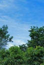 Leaves on the blue sky background Royalty Free Stock Photo