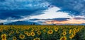 Dramatic sky on a sunflower field Royalty Free Stock Photo