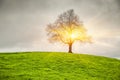 Dramatic sky and sunsrise over old lonely tree Royalty Free Stock Photo