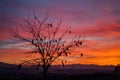 Dramatic sky view at sunset, tree silhouettes against purple clouds Royalty Free Stock Photo