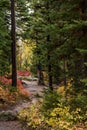 snow capped mountain and autumn foliage in Grand Teton Royalty Free Stock Photo