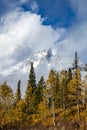 snow capped mountain and autumn foliage in Grand Teton Royalty Free Stock Photo