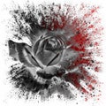 Dramatic splash effect single black rose floral digital art with red highlights on a white background Royalty Free Stock Photo