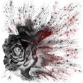 Dramatic splash effect single black rose floral digital art with red highlights on a white background Royalty Free Stock Photo