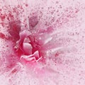 Dramatic splash effect single bright pink rose floral abstract effect image with orange details Royalty Free Stock Photo