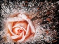 Dramatic splash effect single bright pink rose floral abstract effect image with white and orange details Royalty Free Stock Photo