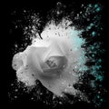 Dramatic splash effect single white rose floral art with blue highlights on a black background Royalty Free Stock Photo